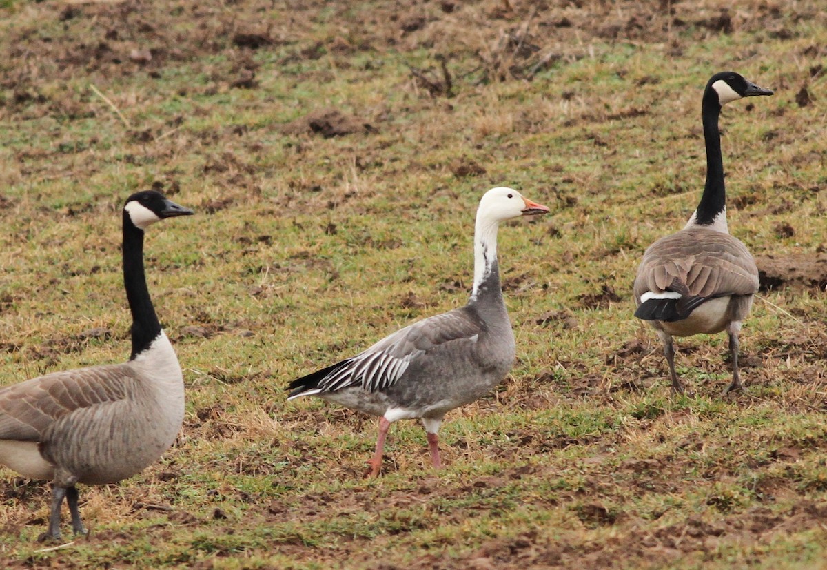 Snow Goose - Brainard Palmer-Ball