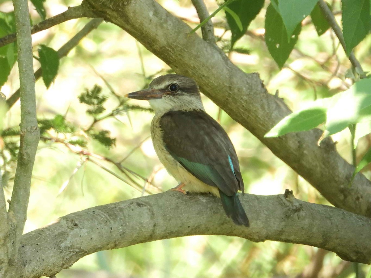 Brown-hooded Kingfisher - ML614233245