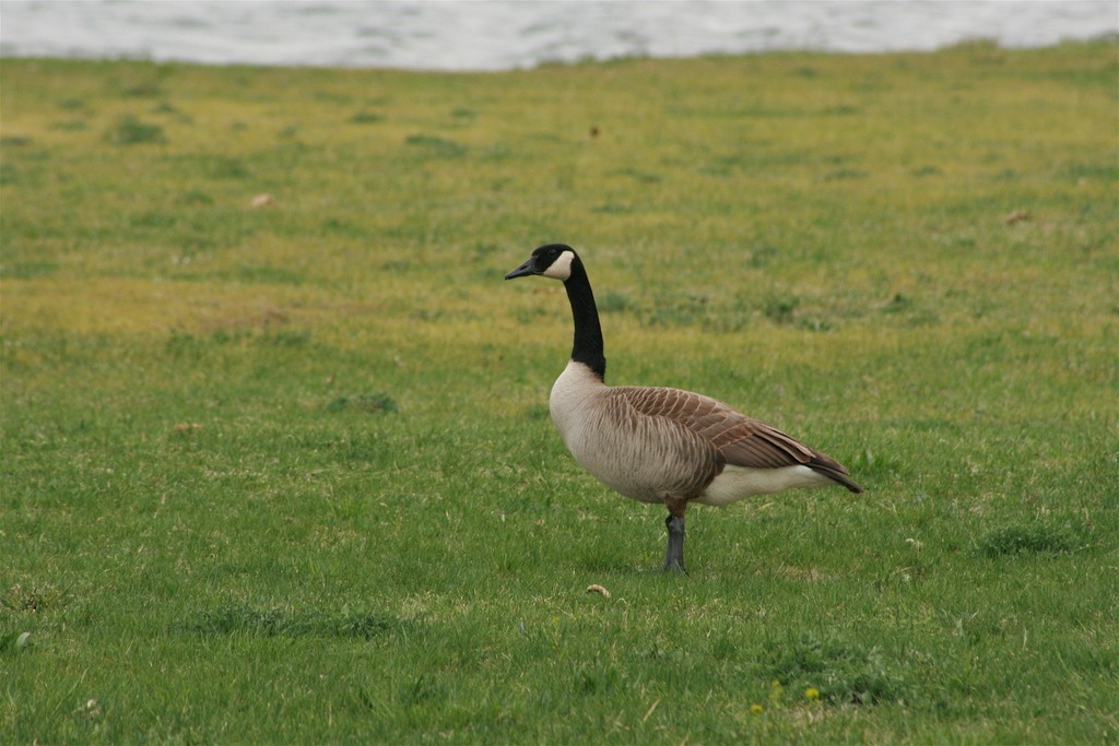 Canada Goose - ML614233247