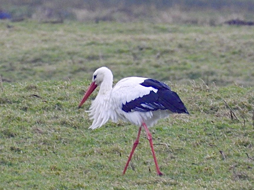 White Stork - ML614233263