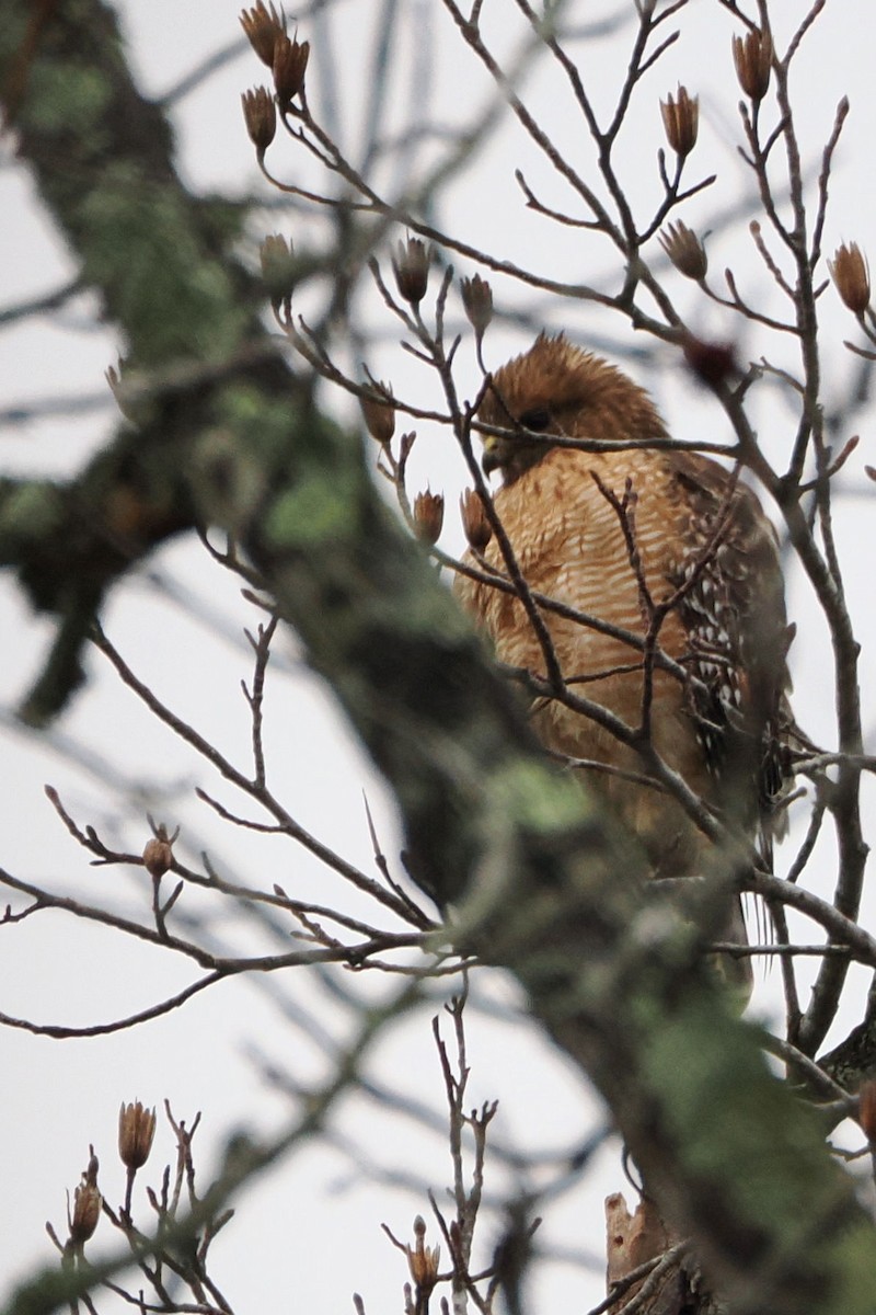 Red-shouldered Hawk - ML614233372