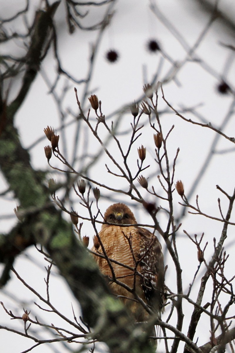 Red-shouldered Hawk - ML614233373