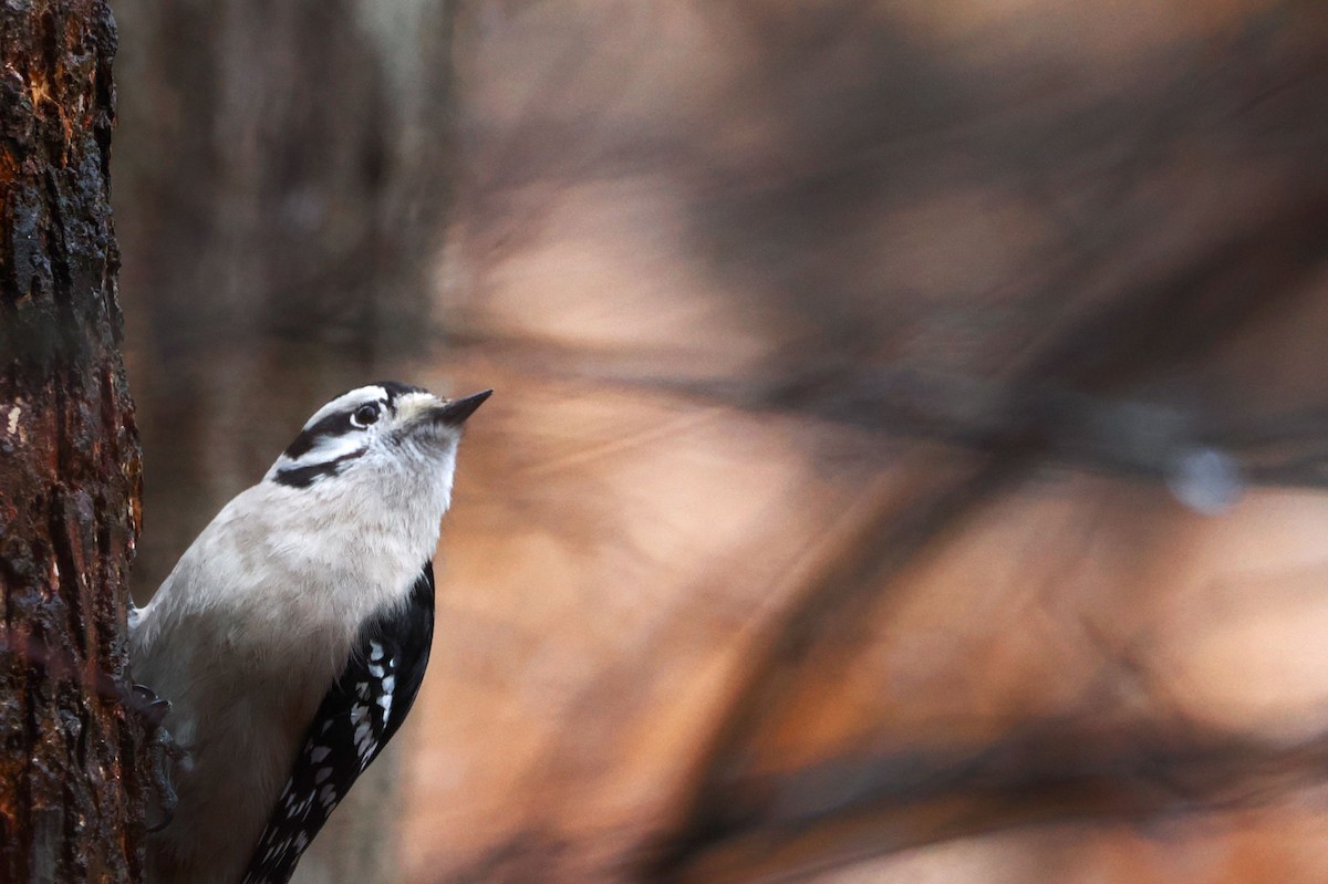 Downy Woodpecker - ML614233381