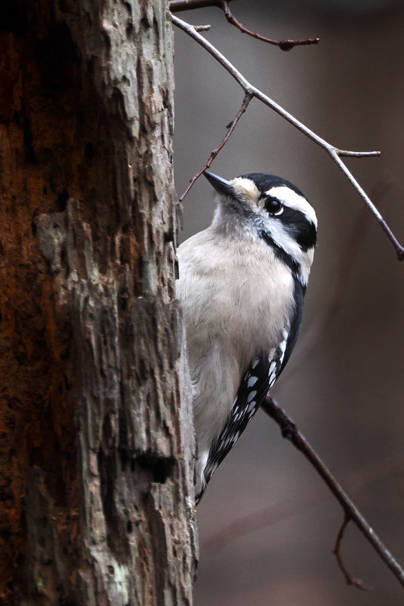 Downy Woodpecker - ML614233382