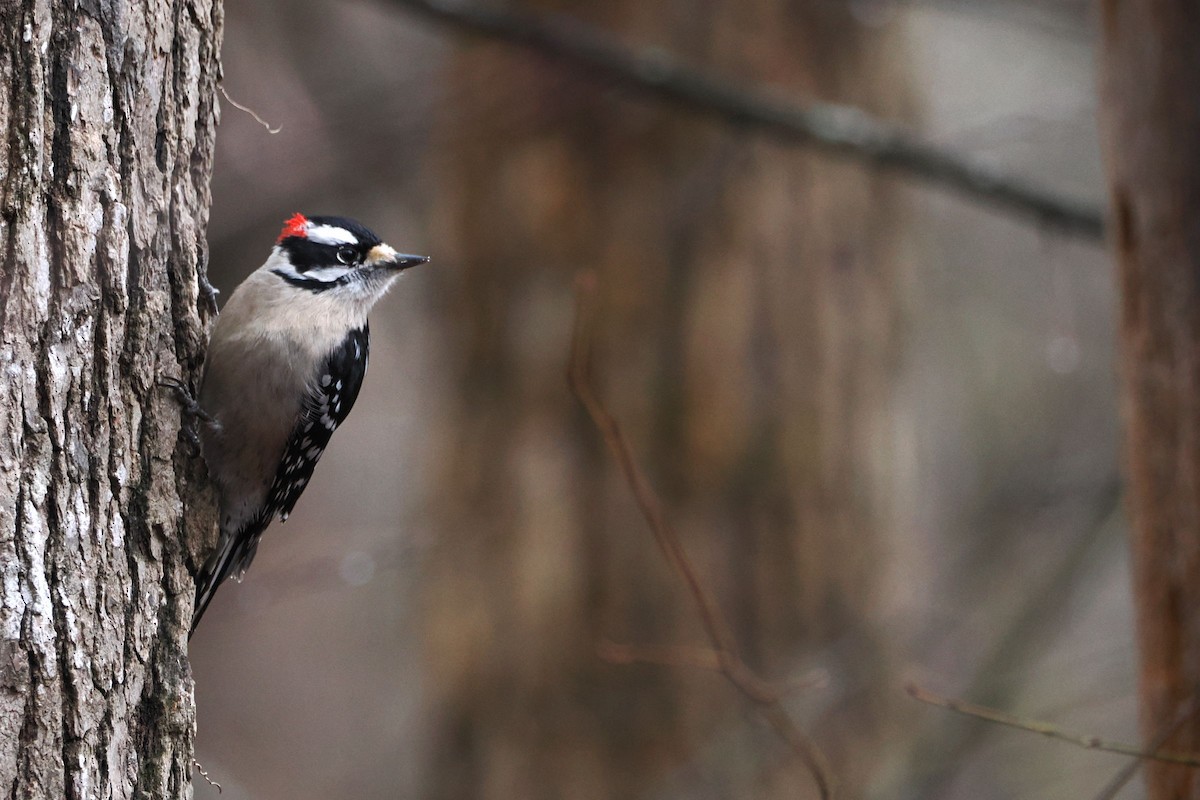 Downy Woodpecker - ML614233383