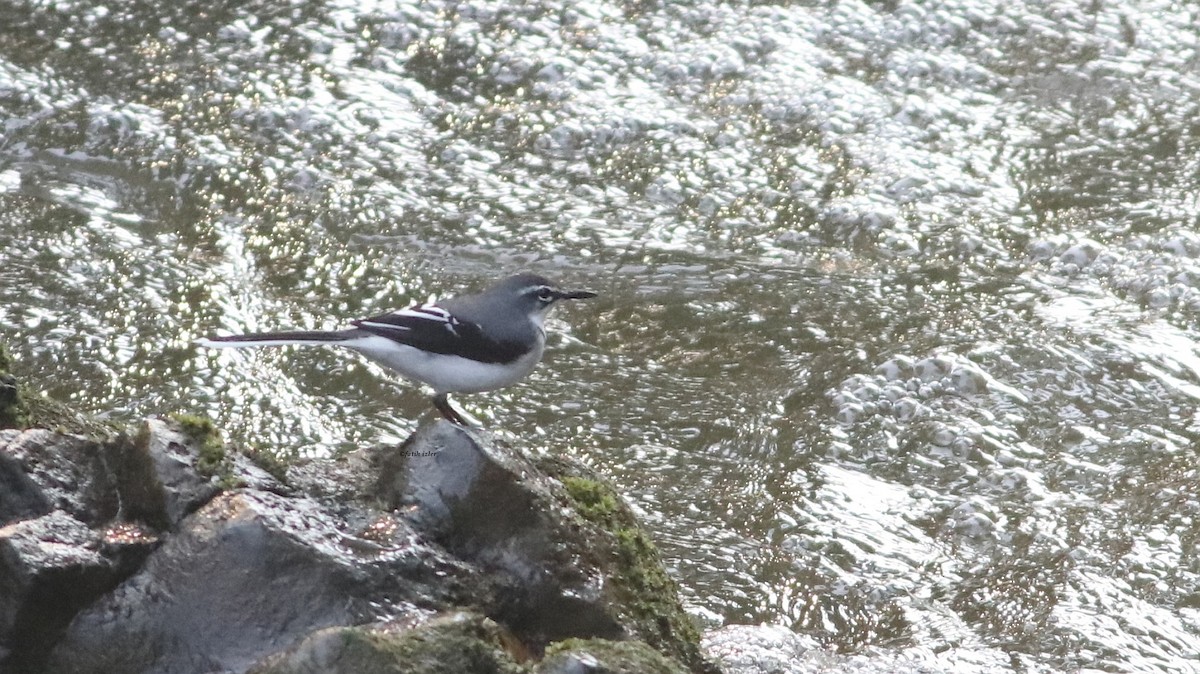 Mountain Wagtail - Fatih Izler