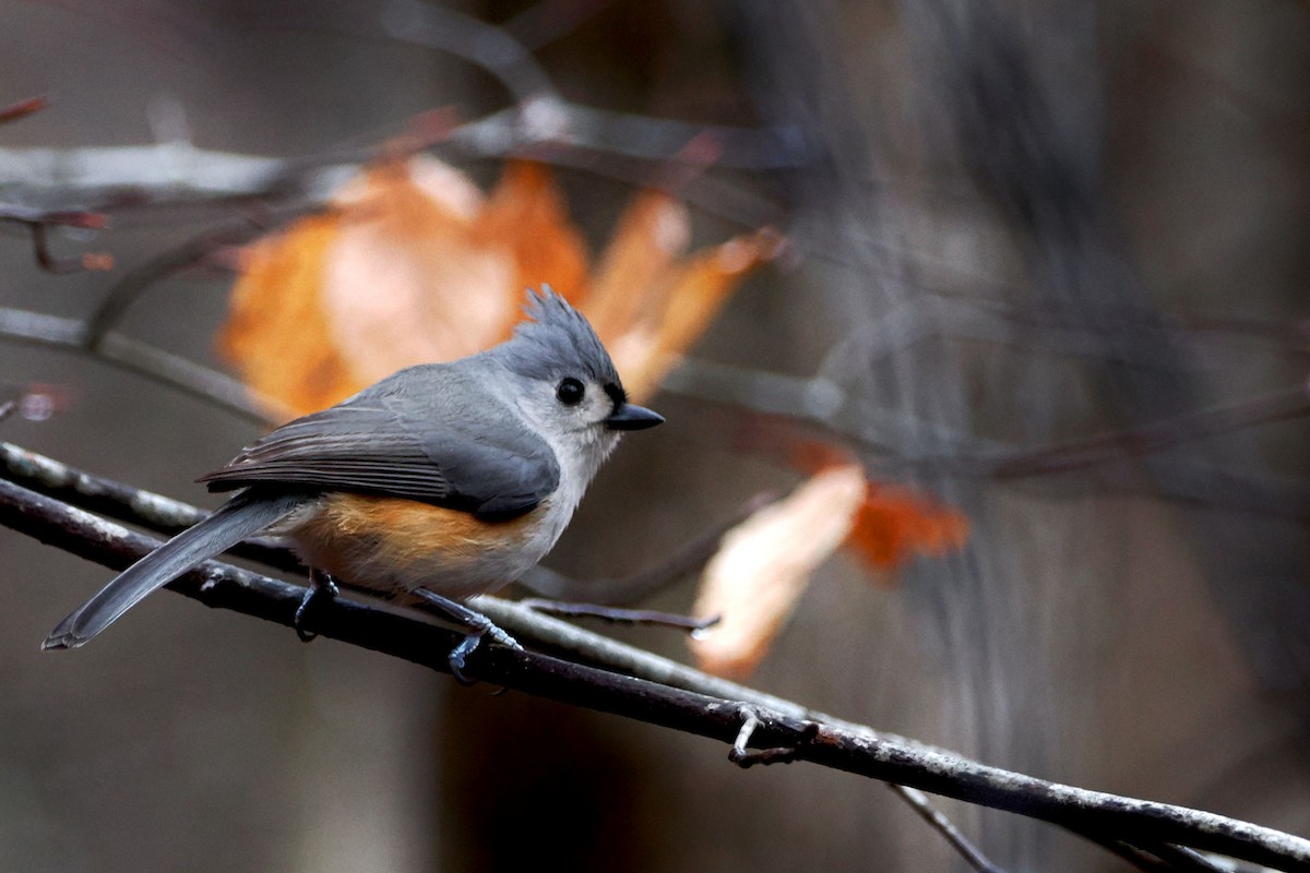 Tufted Titmouse - ML614233388