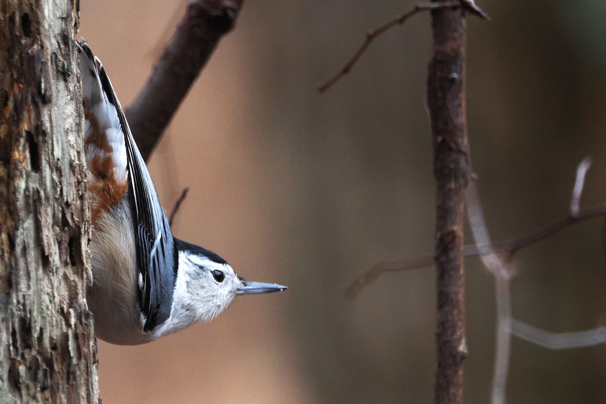 White-breasted Nuthatch - ML614233398