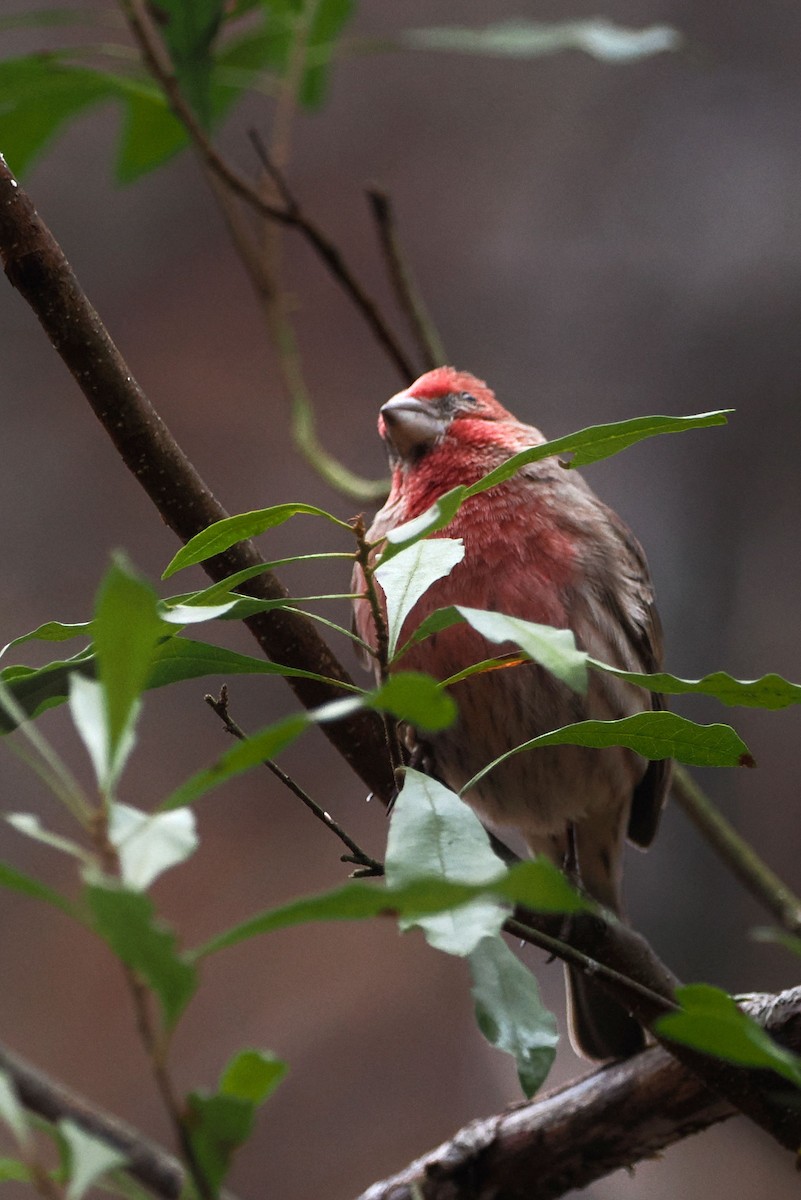 House Finch - ML614233411