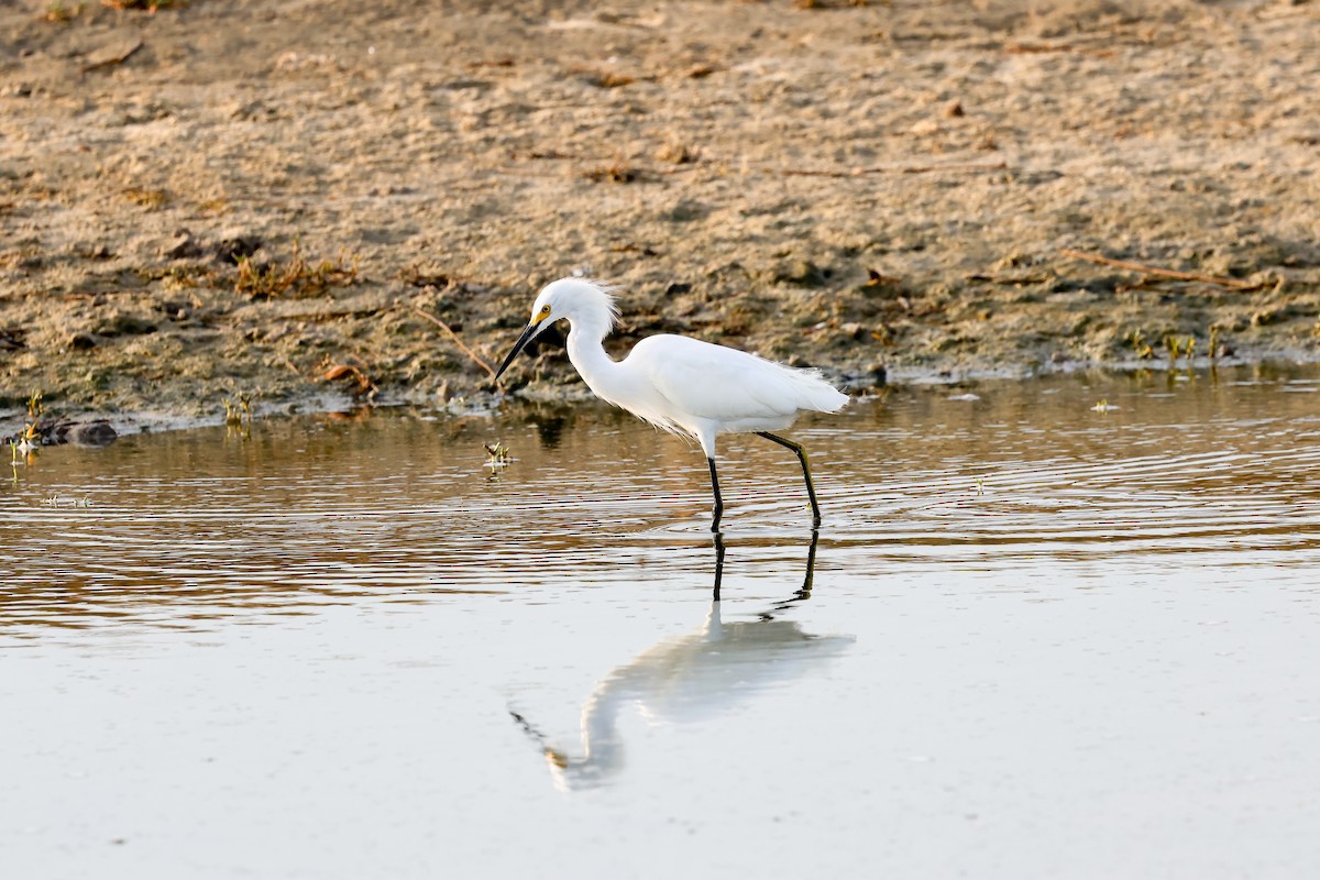 Snowy Egret - ML614233415