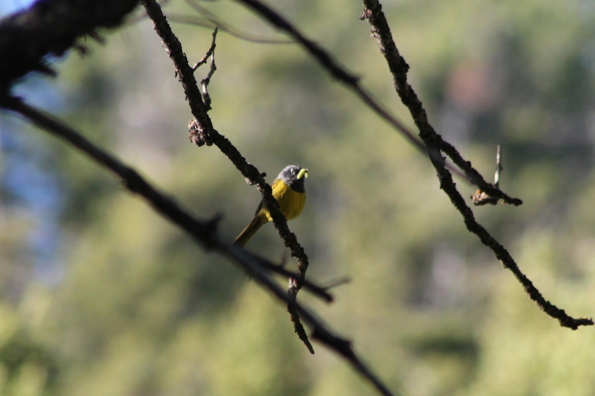 MacGillivray's Warbler - ML614233420