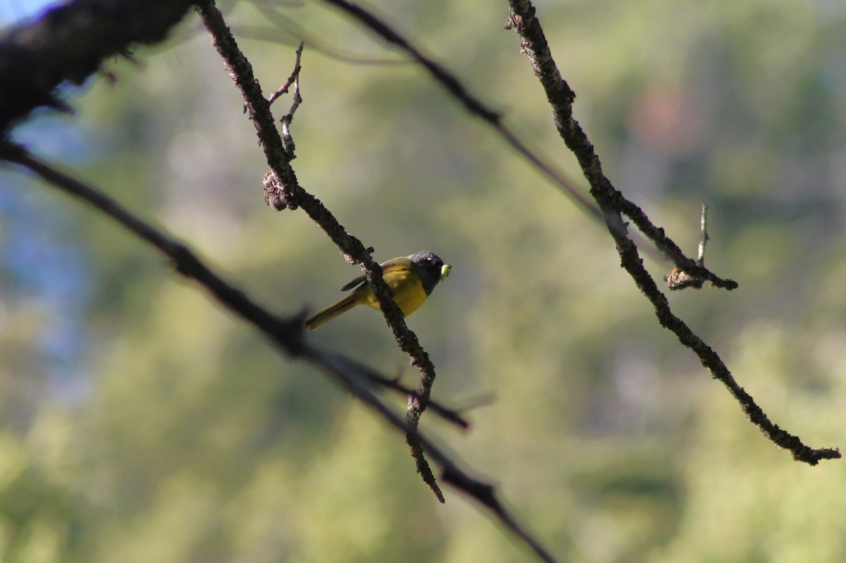 MacGillivray's Warbler - ML614233422