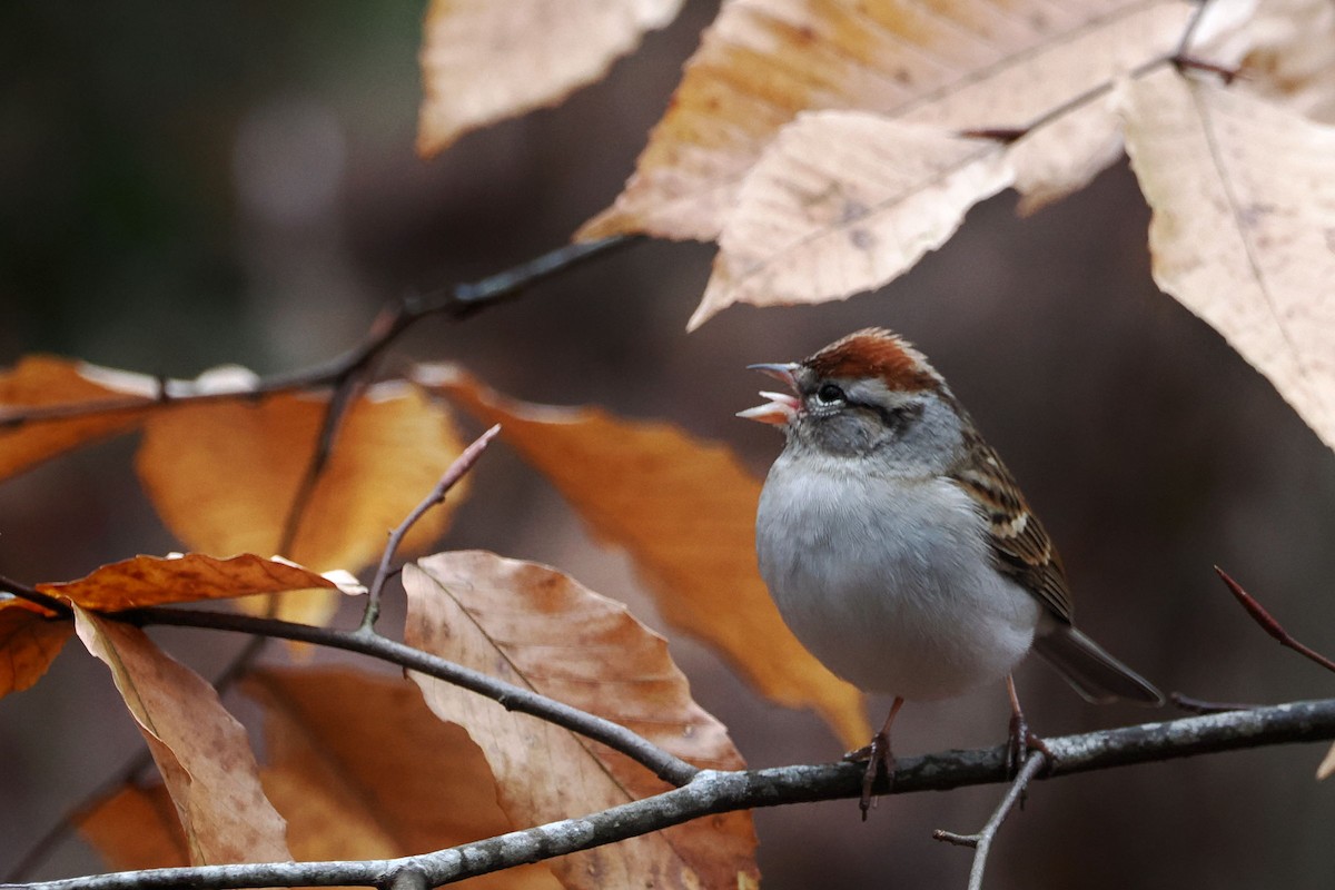 Chipping Sparrow - ML614233424