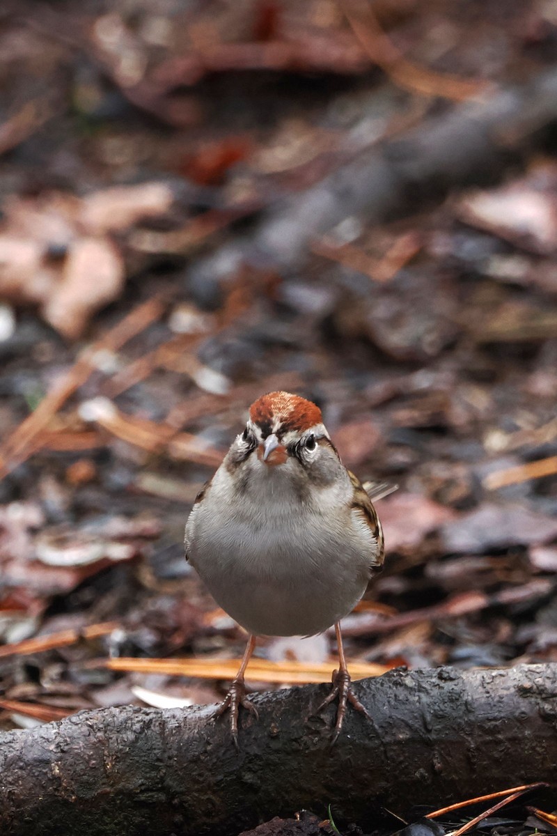 Chipping Sparrow - ML614233425