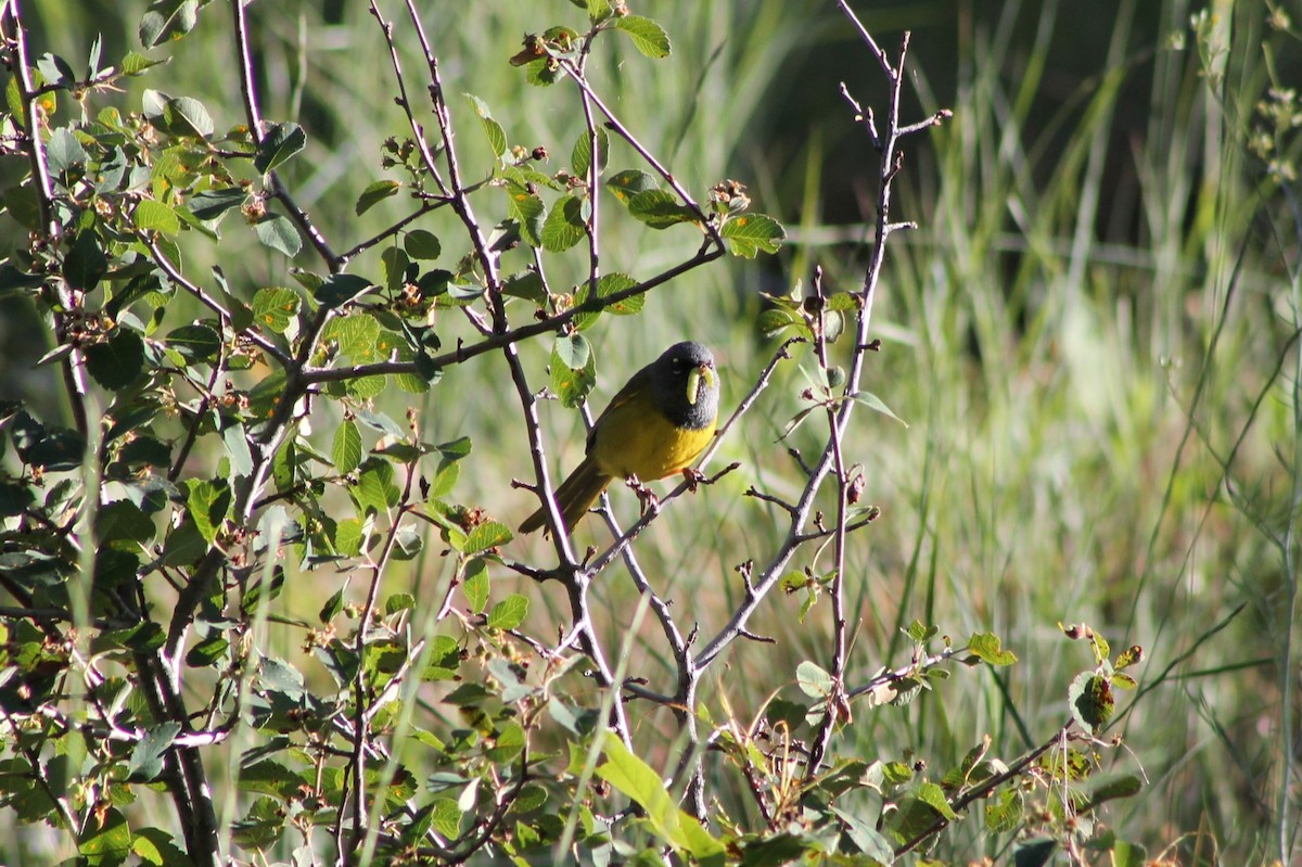 MacGillivray's Warbler - ML614233430