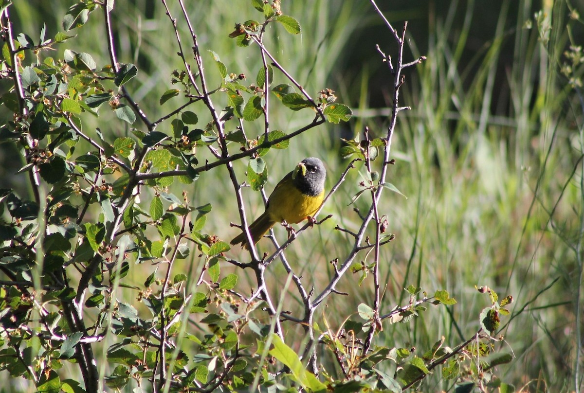 MacGillivray's Warbler - ML614233432