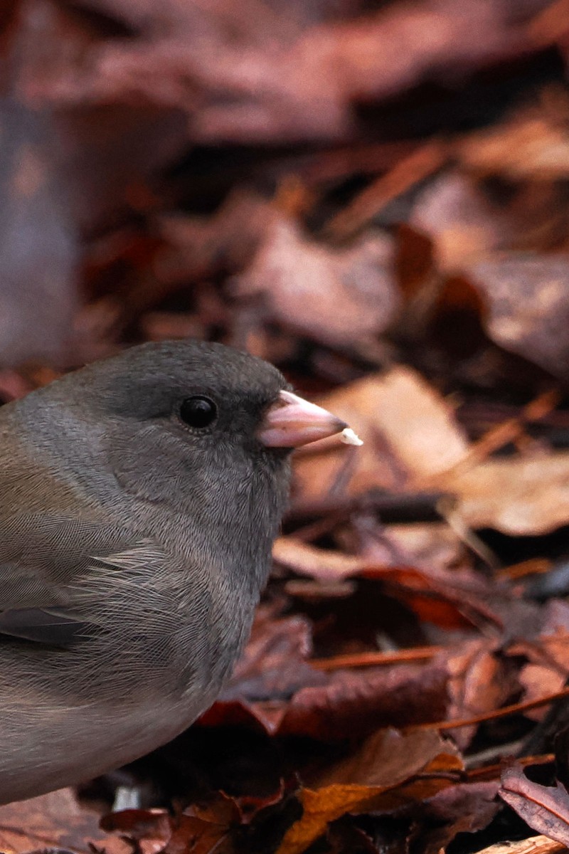 Dark-eyed Junco (Slate-colored) - ML614233439