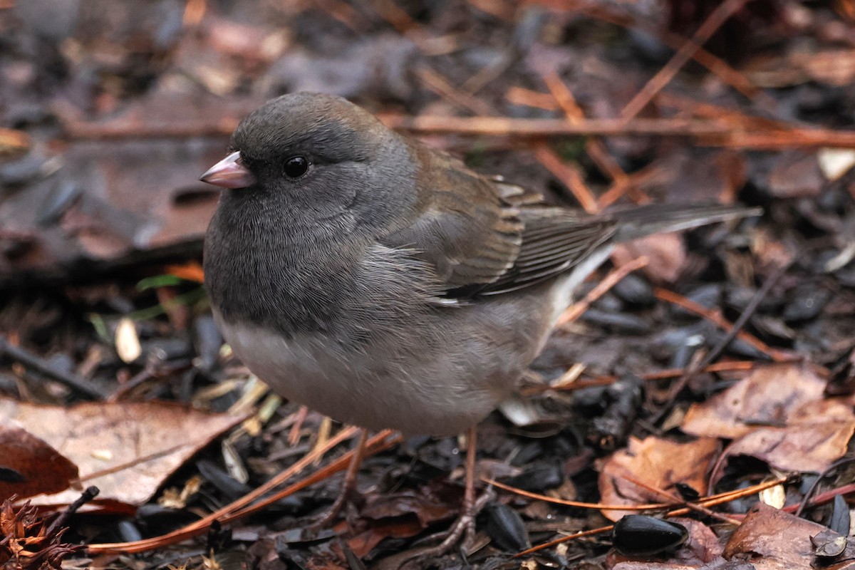 Dark-eyed Junco (Slate-colored) - ML614233440