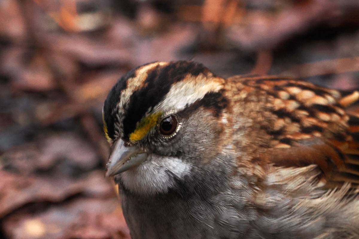 White-throated Sparrow - ML614233450