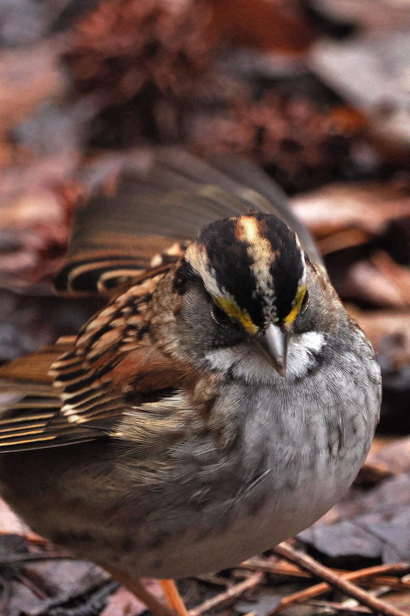 White-throated Sparrow - ML614233451