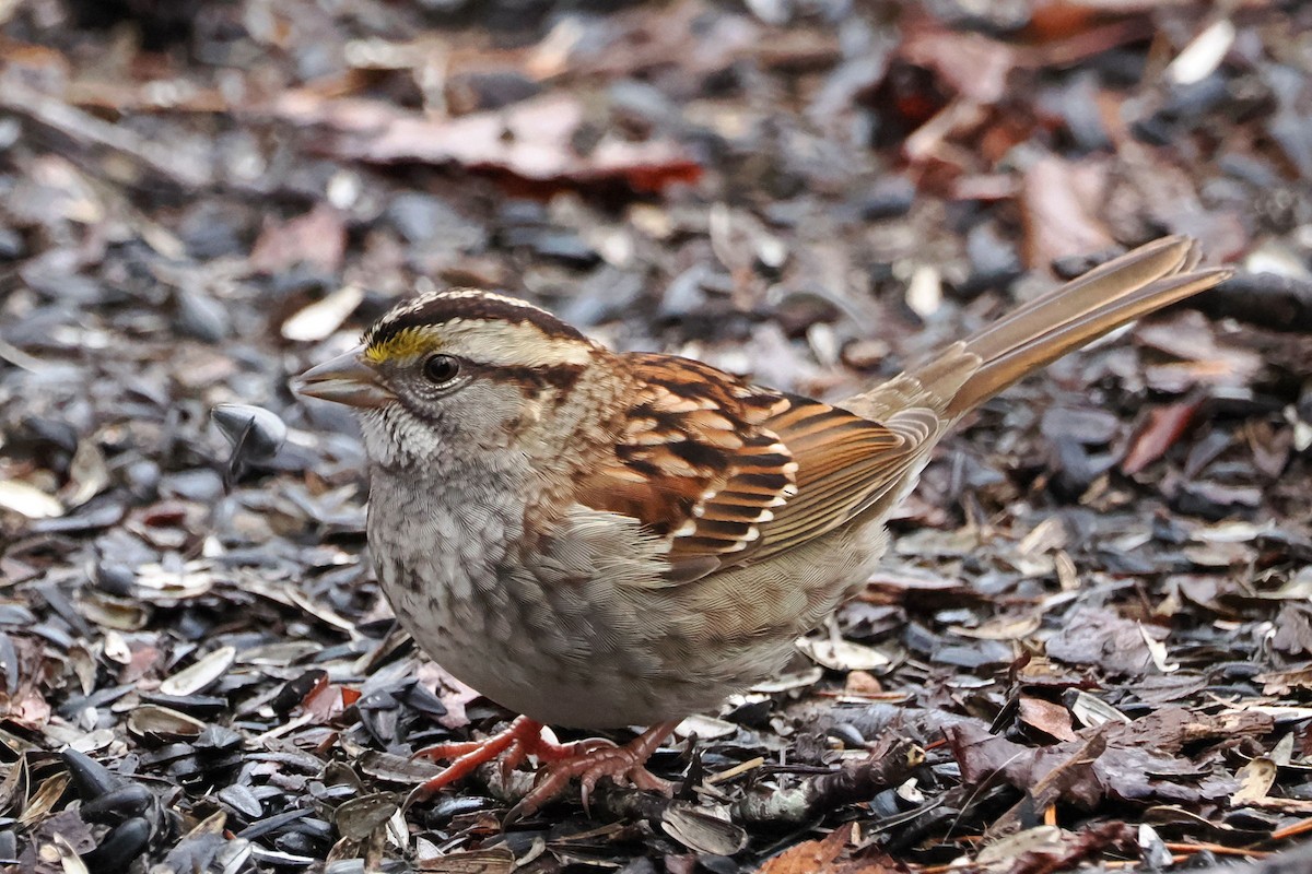 White-throated Sparrow - ML614233452