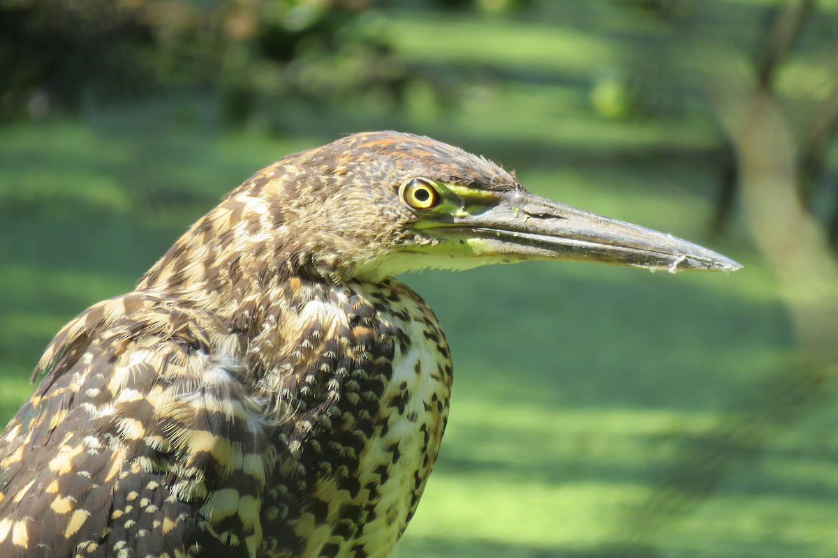 Rufescent Tiger-Heron - Ines Vasconcelos