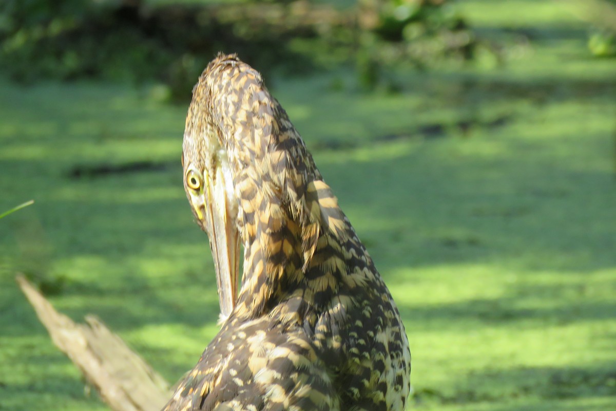 Rufescent Tiger-Heron - ML614233470