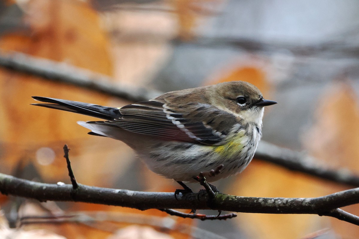 Yellow-rumped Warbler (Myrtle) - ML614233486