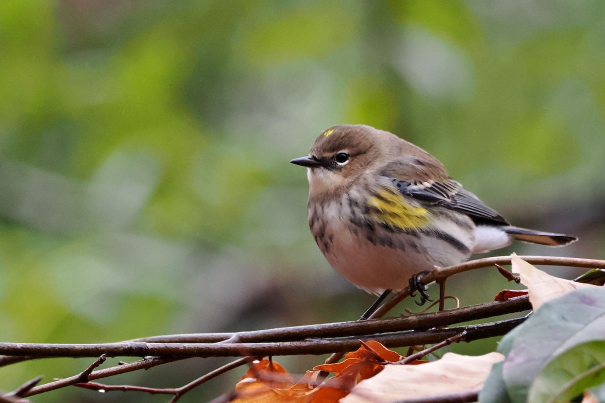 Yellow-rumped Warbler (Myrtle) - ML614233487