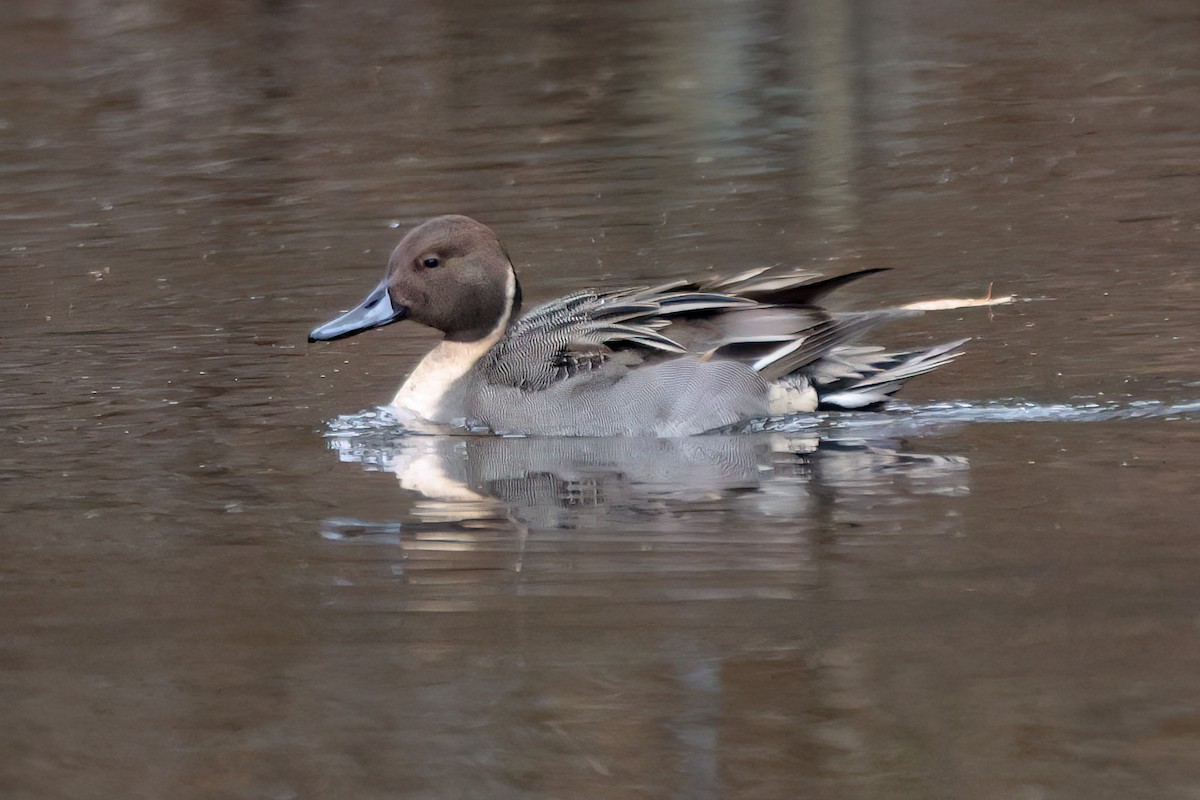 Northern Pintail - ML614233489