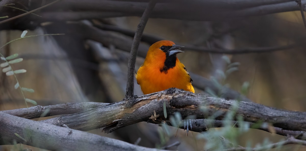 Oriole à dos rayé (groupe pustulatus) - ML614233518