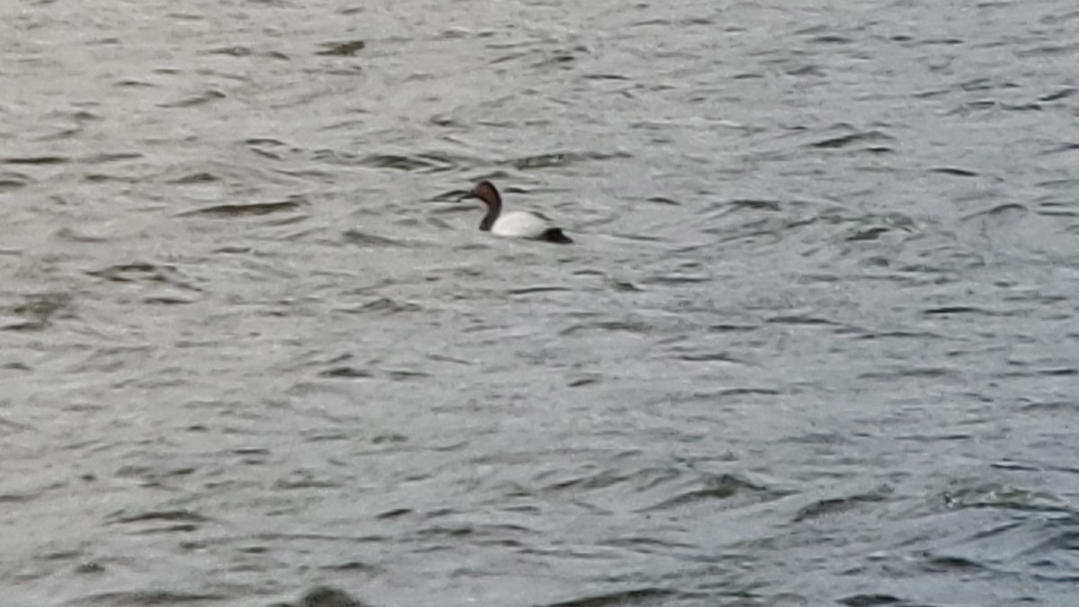 Canvasback - Trent   Bray