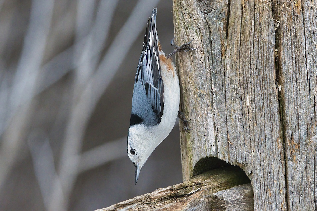 White-breasted Nuthatch - ML614233585