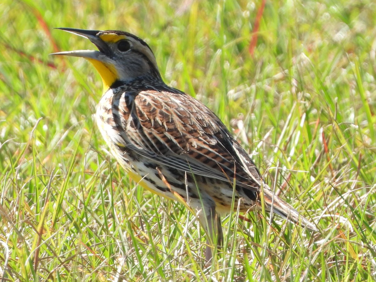 Eastern Meadowlark - ML614233621