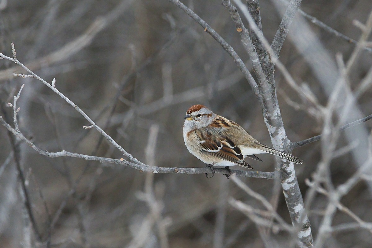American Tree Sparrow - ML614233640