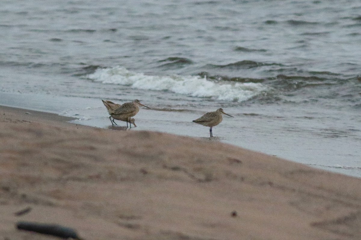 Marbled Godwit - ML614233679