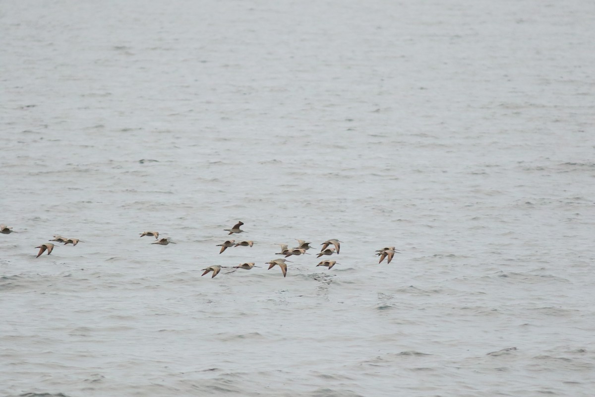 Marbled Godwit - Sean McLaughlin