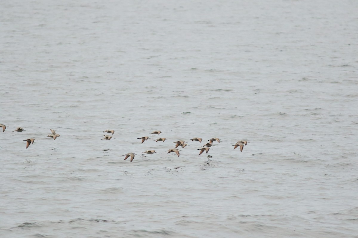 Marbled Godwit - Sean McLaughlin