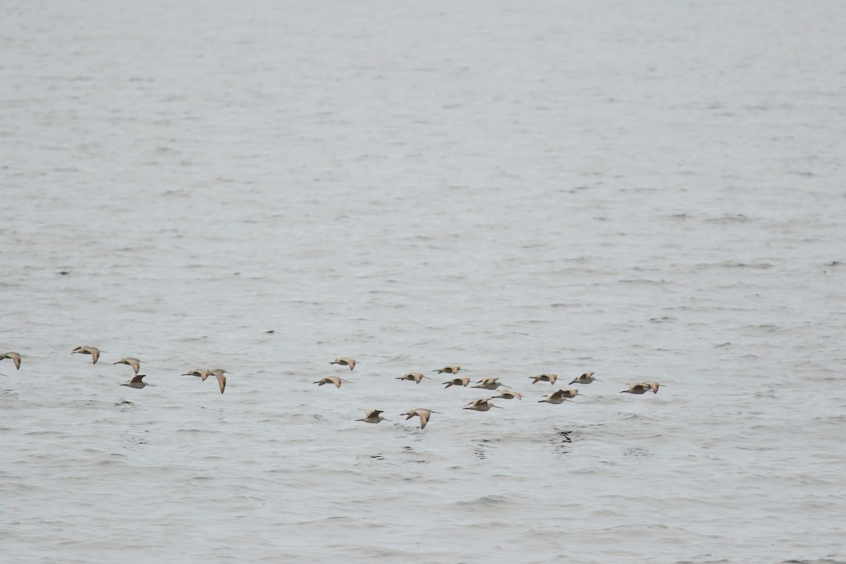 Marbled Godwit - Sean McLaughlin