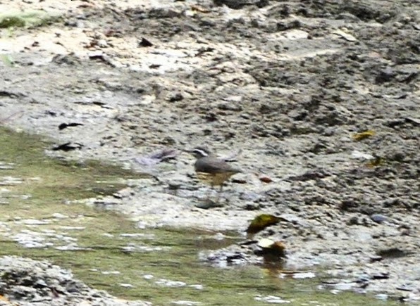 Louisiana Waterthrush - Dave Busch