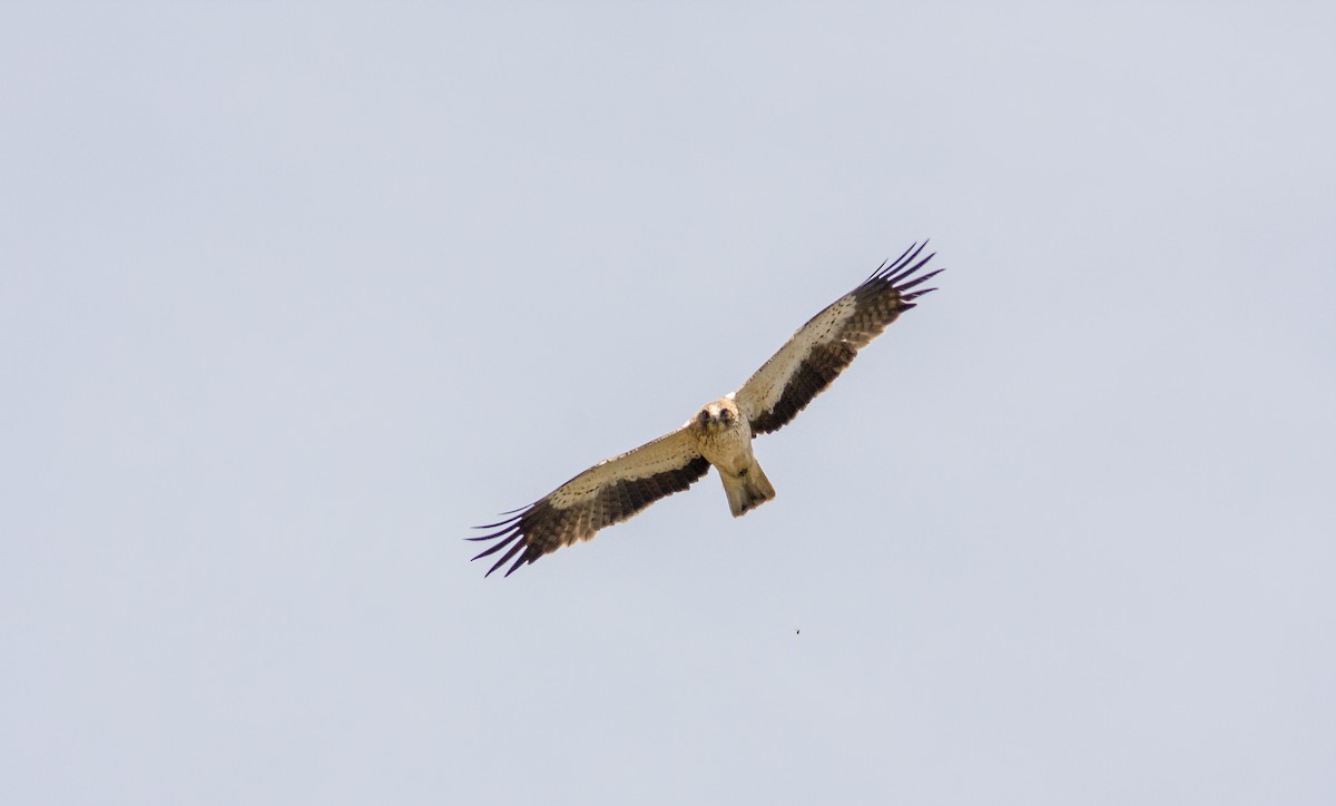 Booted Eagle - Anonymous