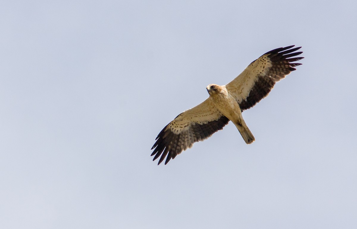 Booted Eagle - Anonymous