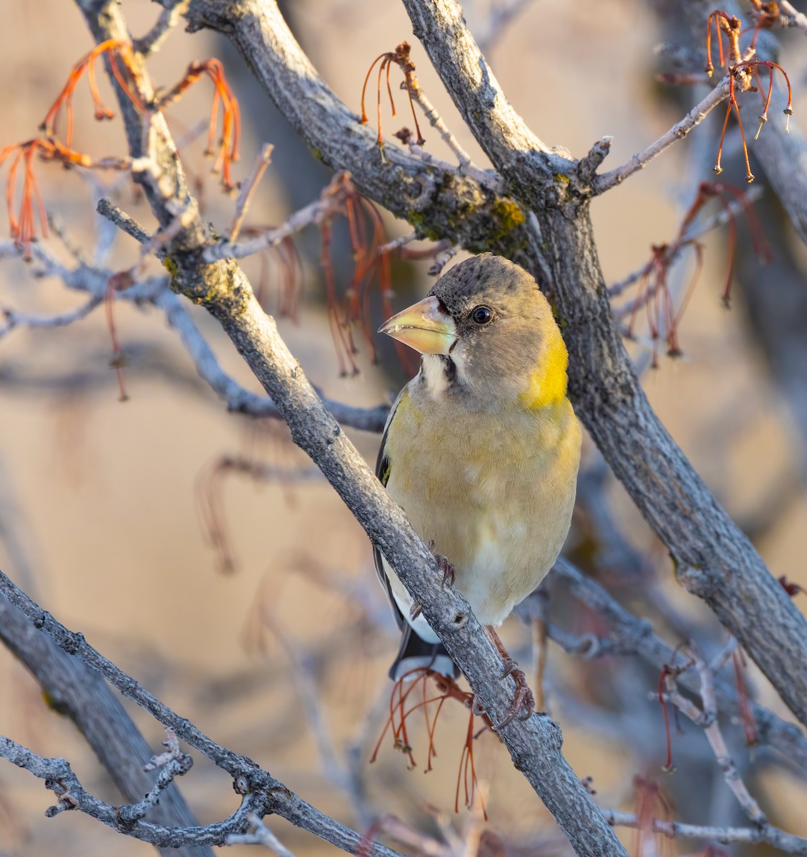 Evening Grosbeak - Quinn Diaz