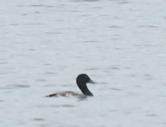 Greater Scaup - ML614233998