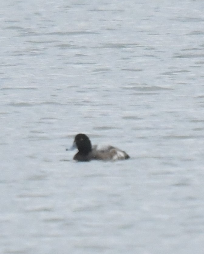 Greater Scaup - ML614233999