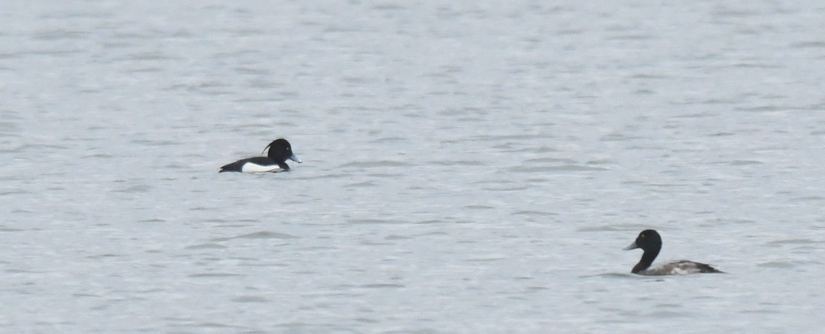 Greater Scaup - ML614234000
