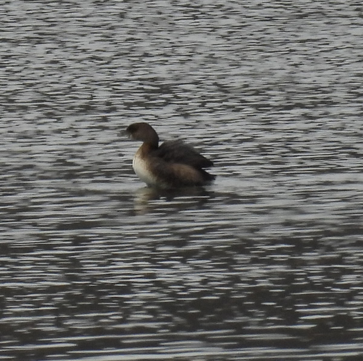 Pied-billed Grebe - Ellen Zimmerli