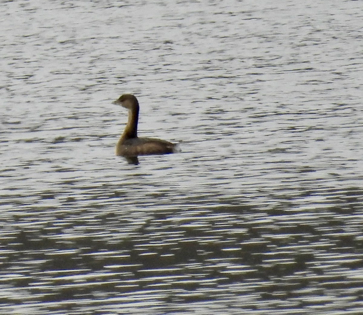 Pied-billed Grebe - ML614234007