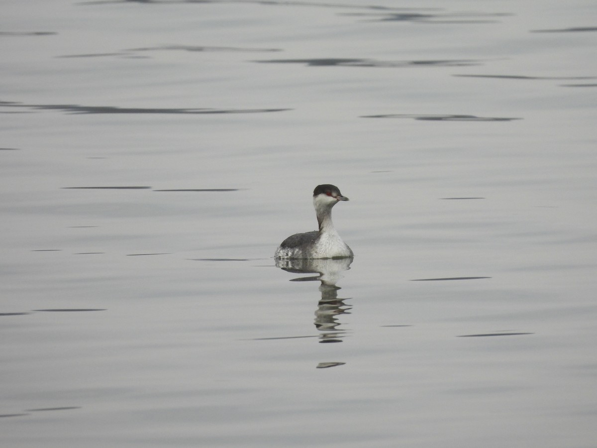 Horned Grebe - ML614234016