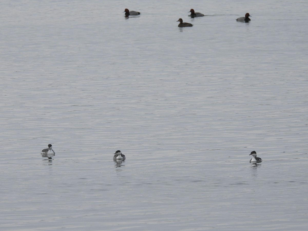 Horned Grebe - ML614234029